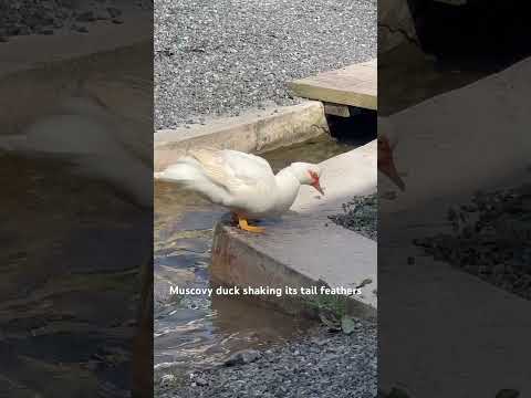 Video: Hacienda Buena Vista Porto Riko Kahve Tarlası