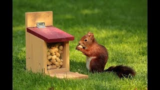 The best 20 species of squirrel in the world