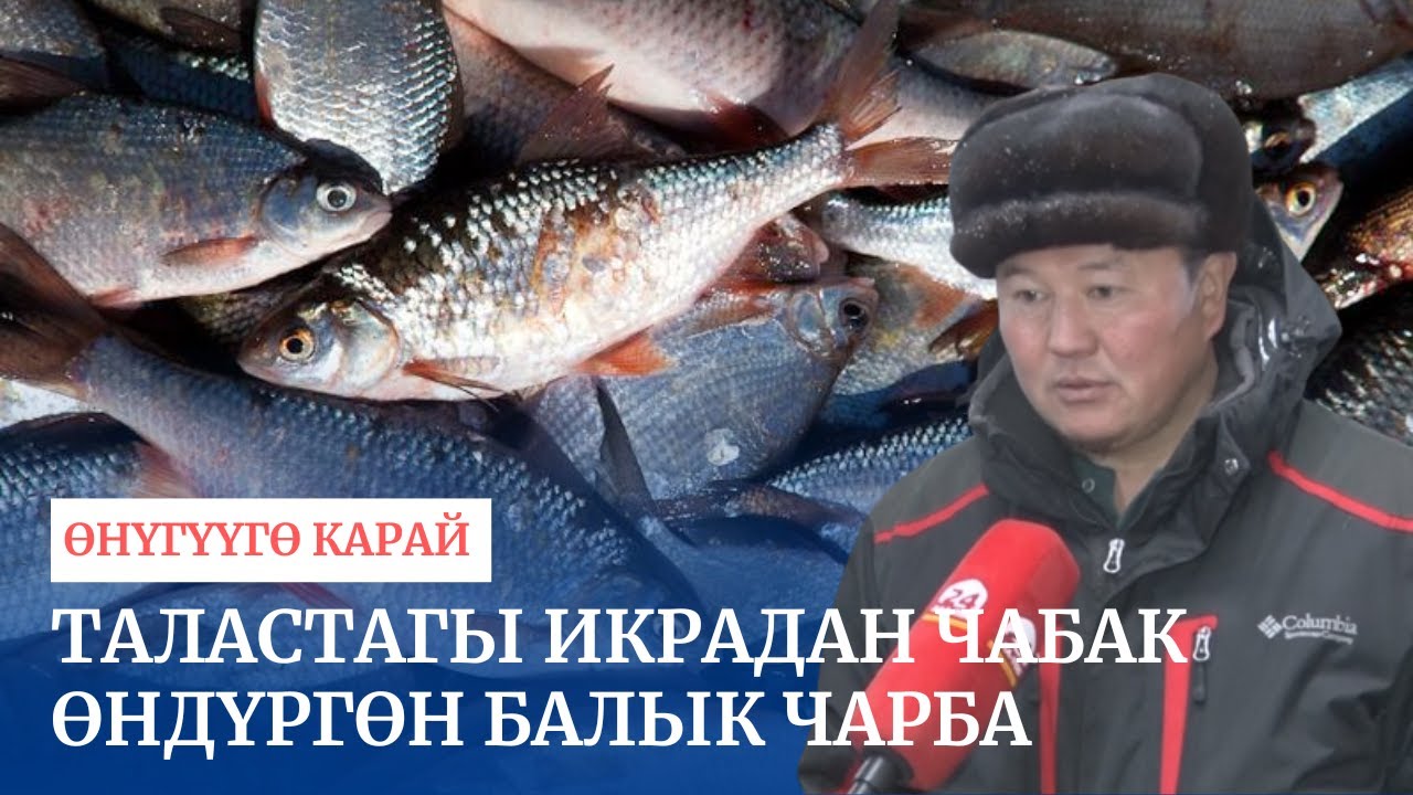 Таластагы икрадан чабак өндүргөн балык чарба // Өнүгүүгө карай
