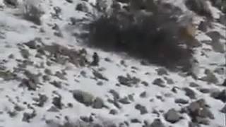 Hiç Bu Kadar Tavşan Gördünüzmü