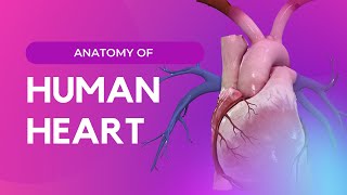 The human Heart - #anatomy : Introduction screenshot 5