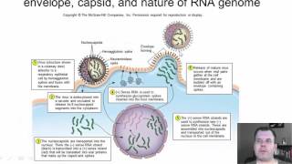 Chapter 25 The RNA Viruses of Medical Importance