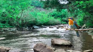 Amazing Melodies of Nature  Melodious Birds Chirping, Small Stream and Rows of Green Trees