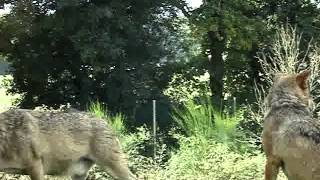 серый волк animal серый волк animal