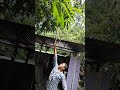 আম চুরি করার মজাটাই আলাদা