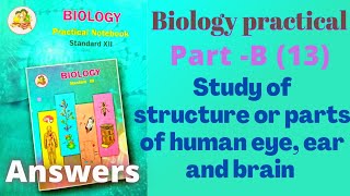 Study of structure or parts of human eye, ear and brain biology practical class 12 B 13 answers
