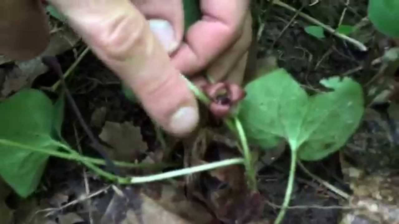Medicinal And Edible Plant Wild Ginger YouTube Medicinal And Edible Plant Wild Ginger YouTube