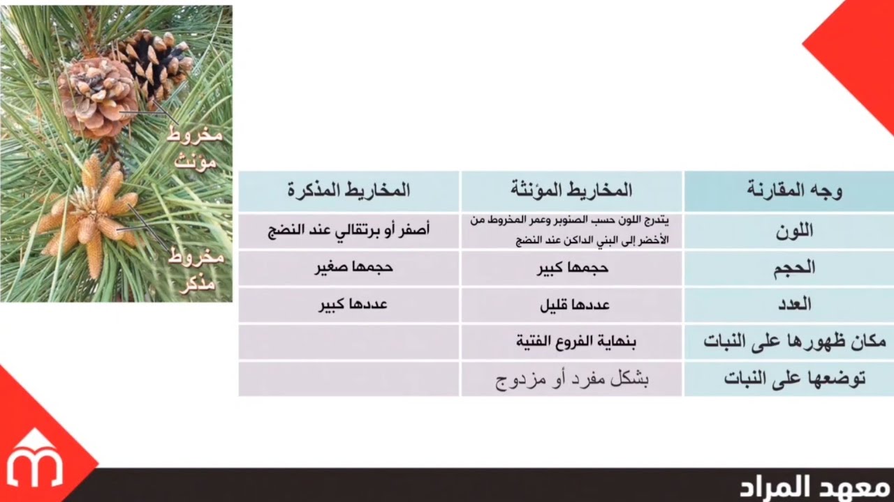 05- عاريات البذور (الجزء الأول) - علوم بكالوريا