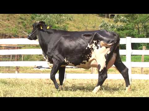 LOTE 41  407   FAZENDA SÃO PEDRO   LEILÃO ALIANÇA GENÉTICA   DIA 25 DE MAIO   20HS