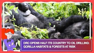 DRC Opens Half Its Country to Oil Drilling: Gorilla Habitats & Forests at Risk Gorilla Refuge Rainforest May Be Opened In Congo Oil Search