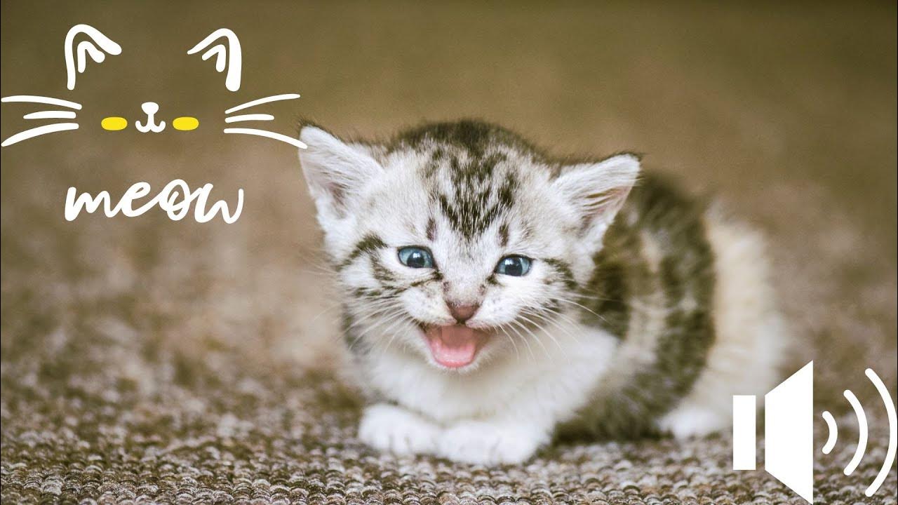 Kittens Meowing Meows to ATTRACT CATS 🐱🔊 cat meowing to attract