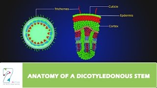 ANATOMY OF A DICOTYLEDONOUS STEM