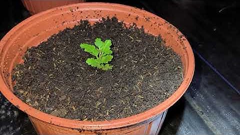 Cách trồng cúc mâm xôi Hàn Tết 2024 phần 1 - Ra chậu