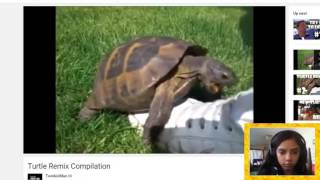 Turtle Remix Compilation REACTION! #1