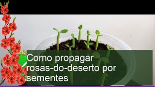 Como propagar rosas-do-deserto por sementes