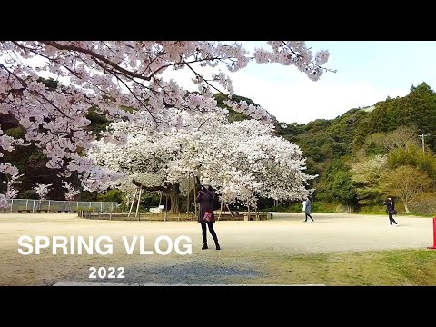 Vlog)Spring  Cherry Blossoms 🌸 Strawberry 🍓 Tangerine jam🍊Nagasaki