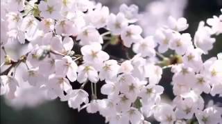 에픽톤 프로젝트(Epitone Project) 봄날,벚꽃 그리고 너