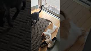 Brothers Don't Share Shoes - Kitty Quibble