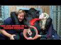 This Gorilla Could Talk… Her Final Message Will SHOCK You