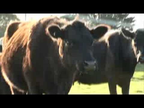 Farting Cows