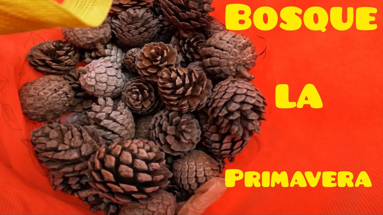 Recolectando PIÑAS de PINO en el BosquE la PRIMAVERA - YouTube