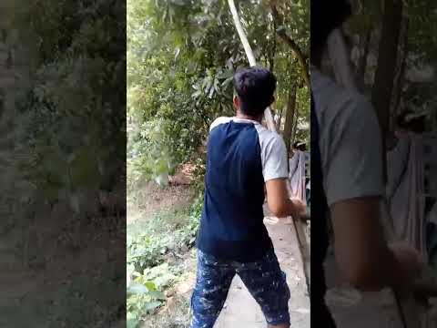 শ্বশুরবাড়ি গিয়ে আম পাচ্ছি,  বন্ধুরা তোমরা কেমন আছো  💕💓🌹🥀🤩😍#friends #flowers #viral #positivevibes