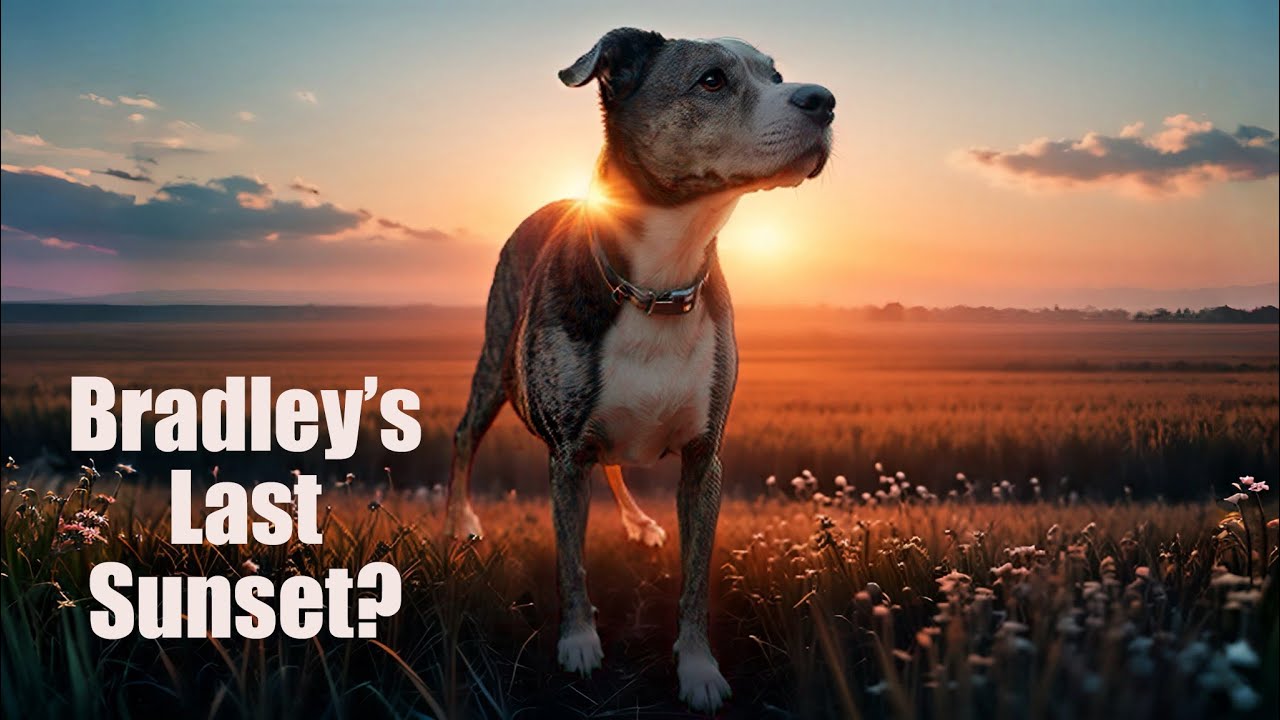 The Heartbreaking Tale of a Shelter Dog Who Never Lost Hope - YouTube