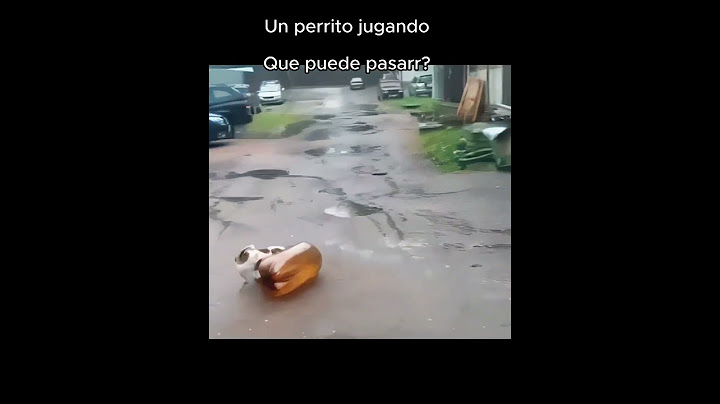 La diversión está que explota! está vivo y se encuentra bien 🐶💥#perros #perrojugando #meme#humor