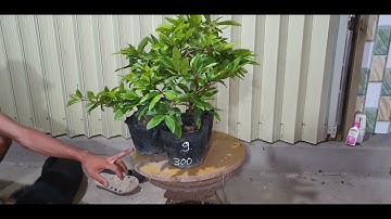 Giao lưu mai cúc thọ hương và đại lộc ngày 18,06,2022 ĐT 0977329080 hiền