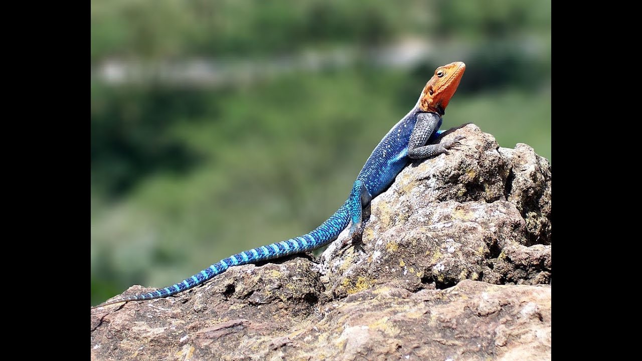 Red-Headed Lizard Poses on Top of a Statue