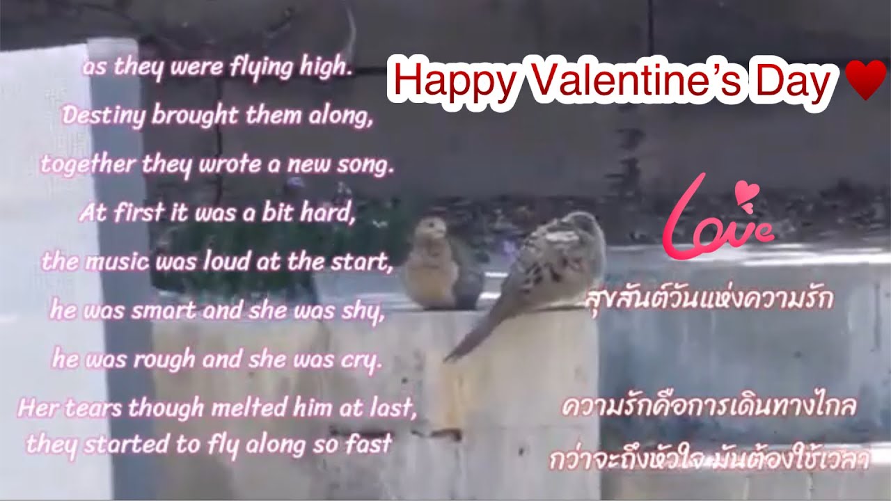 กลอน สอน รัก  New 2022  Love Birds 🕊 กลอนสอนใจวันแห่งความรัก❤️ Happy Valentine’s Day💘