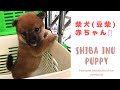 柴犬の赤ちゃん可愛過ぎ！ Shiba Inu Puppy