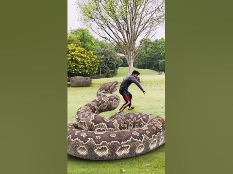 Big python snake chase 3 #shorts - YouTube