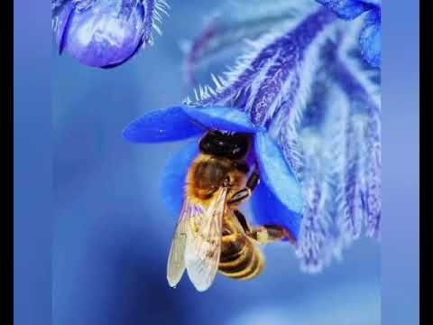 Eine Biene bestäubt eine Blume
