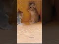 funny cats play #shorts #cats #ytshorts #short #ranimals