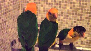 20120317 Caiques.AVI