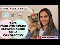 Como cuido a mi perro después de una castración - CIRUGÍA ALANA#STORYTIME