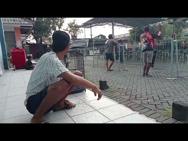 Temani suami lomba burung di new permata bc||part 1 class=