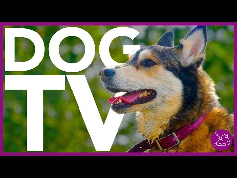 Vídeo: Dog TV' A Soothe Canine Souls