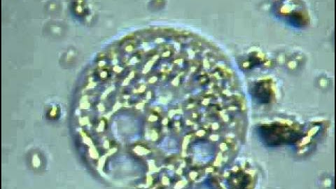 Chlorella reproduction