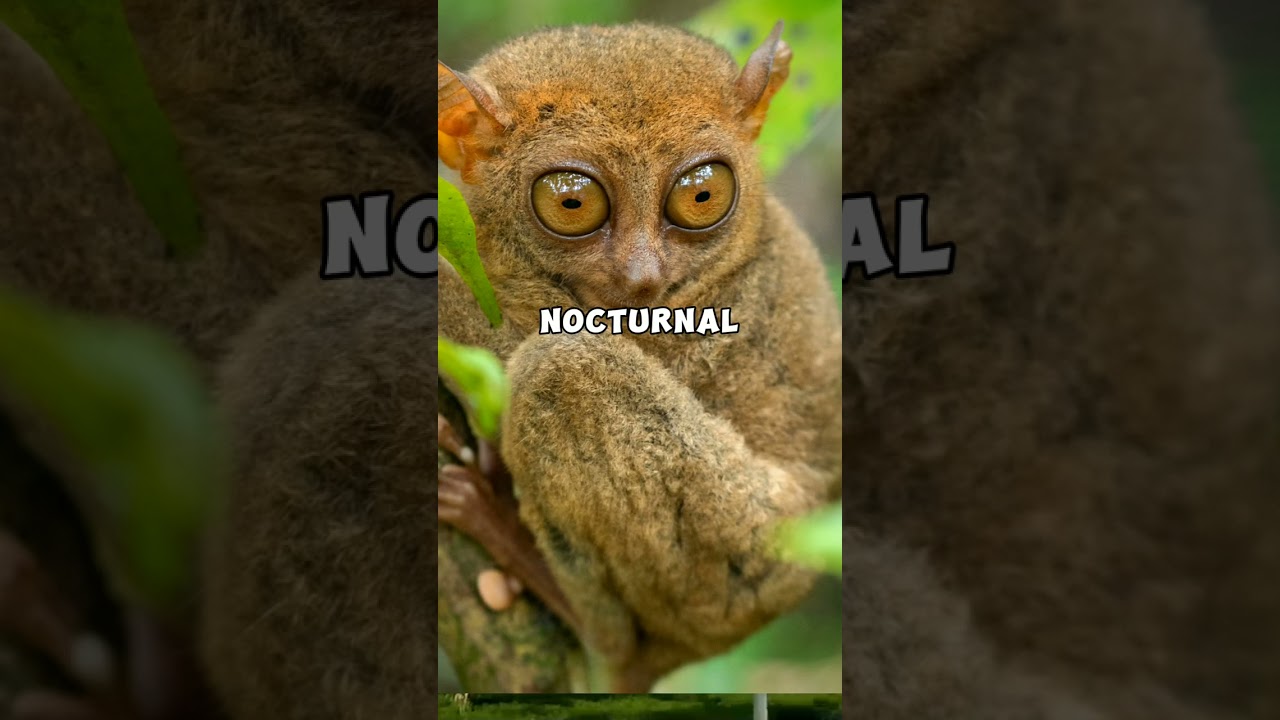 The smallest primate in the world 