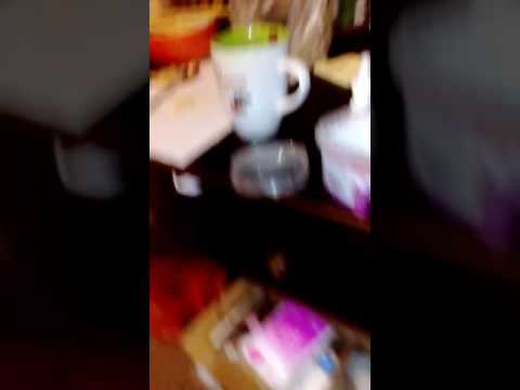 Video: Kaip Maitinti Kastruotą Katę