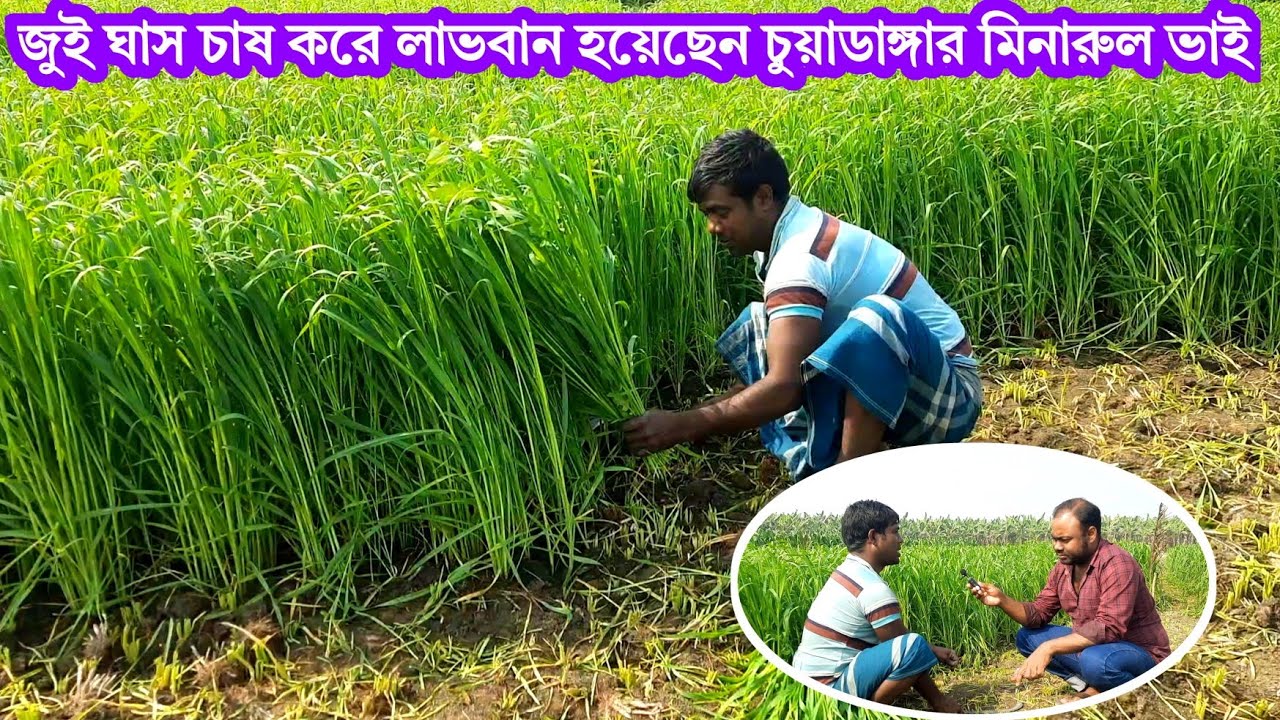 ধানের জমিতে ঘাস চাষ করে লাভবান চুয়াডাঙ্গার মিনারুল ভাই || জুই ঘাস চাষ || #জুই_ঘাসের_বীজ #শেখ_এগ্রো