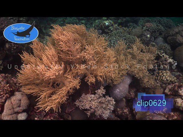 0629_Coral reef with big soft coral. 4K Underwater Royalty Free stock Footage.