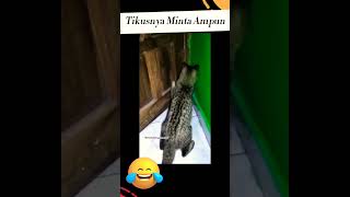 Kucing Vs Tikus Berantem Di Kamar Mandi #shorts #kucingkampung
