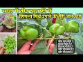 छत पे बनी क्यारी में कब और कैसे उगाये शिमला मिर्च (Capsicum) के पौधे बिल्कुल मुफ्त में | Grow Pepper