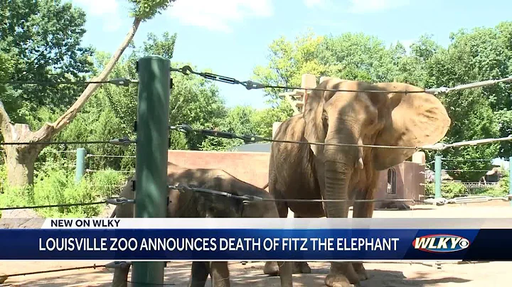 Fitz, Louisville Zoo's beloved elephant calf, dies at age 3