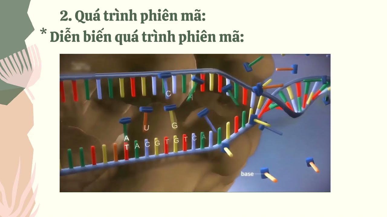 Bài 39. Tái bản DNA và phiên mã tạo RNA. Sách KHTN 9- Kết nối tri thức | Cô giáo Oanh,Sinh học - youtube