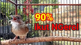 KAPAS TEMBAK GACOR || ENAK SEDAP BUAT PANCINGAN