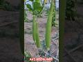 तुरई #motivation #gardenvegetable #farming #gardening #deoria #nature #india